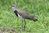 Southern Lapwing