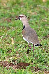 Southern Lapwing