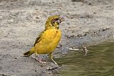 Southern Masked-Weaver