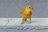 Southern Masked-Weaver