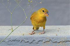 Southern Masked-Weaver