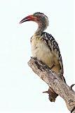 Southern Red-billed Hornbill