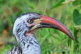 Southern Red-billed Hornbill