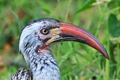 Southern Red-billed Hornbill