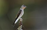 Southern Rough-winged Swallow