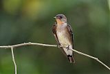 Southern Rough-winged Swallow