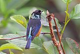 Spangle-cheeked Tanager