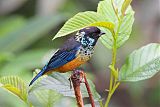 Spangle-cheeked Tanager