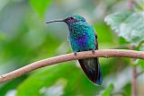 Sparkling Violetear