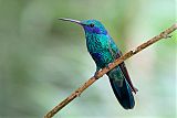 Sparkling Violetear