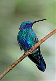 Sparkling Violetear