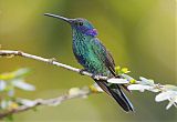 Sparkling Violetear