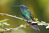 Sparkling Violetear