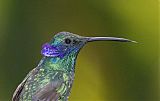 Sparkling Violetear