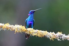Sparkling Violetear