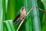 Speckled Hummingbirdborder=