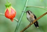 Speckled Hummingbirdborder=