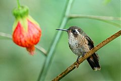 Speckled Hummingbird