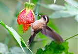 Speckled Hummingbird