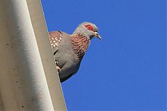 Speckled Pigeon