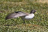 Yellow-billed Tealborder=