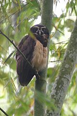 Spectacled Owl