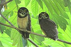 Spectacled Owl