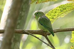 Spectacled Parrotlet