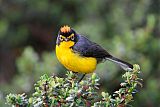 Spectacled Redstartborder=