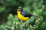 Spectacled Redstartborder=