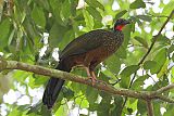 Spix's Guan