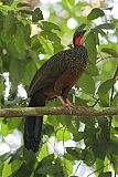 Spix's Guan