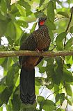 Spix's Guan