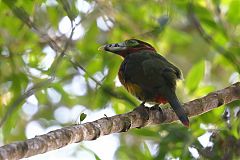 Spot-billed Toucanet