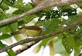 Spot-breasted Woodpecker