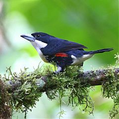 Spot-crowned Barbet