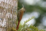 Spot-crowned Woodcreeper