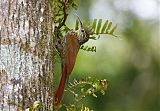 Spot-crowned Woodcreeper