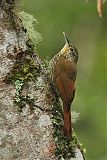 Spot-crowned Woodcreeper