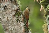 Spot-crowned Woodcreeper