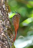 Spot-crowned Woodcreeper