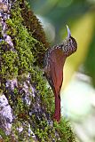 Spot-crowned Woodcreeper