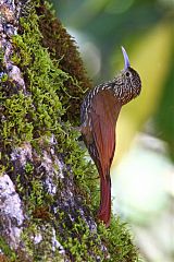 Spot-crowned Woodcreeper