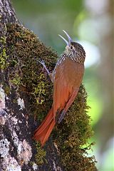 Spot-crowned Woodcreeper