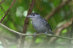 Spot-winged Antshrike