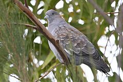 Spot-winged Pigeon