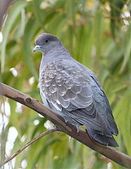 Spot-winged Pigeon