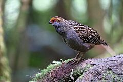 Spot-winged Wood-Quail