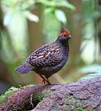 Spot-winged Wood-Quail