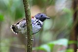 Spotted Antbird